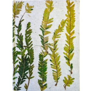 Handcrafted Natural Plant Diary-7
